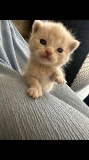 Scottish fold Kitten britisch Kurzhaar Bkh