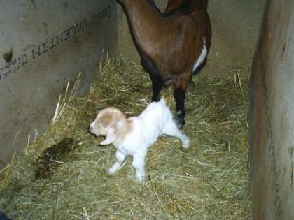 Burenziege 1 Jahr und Lamm weiblich