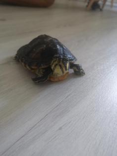 2 Wasserschildkröten zu verkaufen