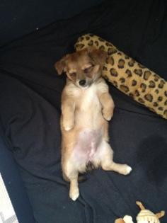 Chihuaua-Jack-Russel mix Welpe Muffin sucht noch ein Zuhause