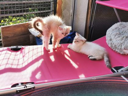 Sibirische Waldkatzen