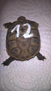Griechische Landschildkröten Nachzucht 2021