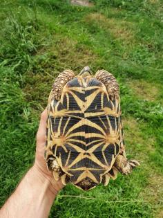 1. 2 Geochelone elegans adult Zuchtgruppe