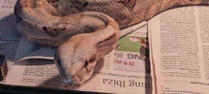 Boas schlangen