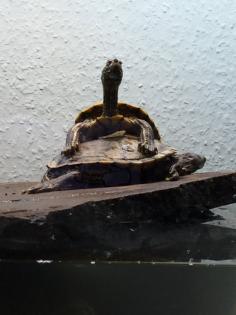 Wasserschildkröte zu verkaufen