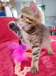 Bengalkitten brown spotted