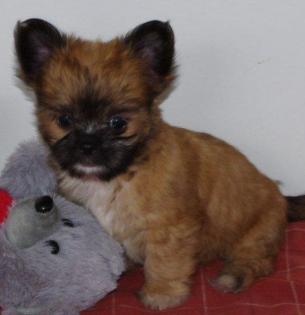 Mini Shih Tzu - Chihuahua Mix Rüden Welpen