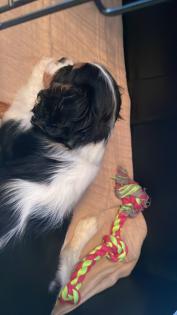Cavalier King Charles Spaniel Welpe Weibchen