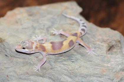 Leopardgecko Super Giant 0. 1