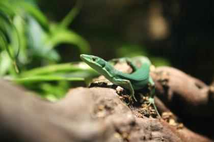 Takydromus Smaragdinus eigene Nachzucht