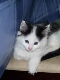 Katzenkinder, Norweg. Waldkatze/Main Coon ,