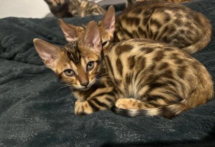 Bengal Kitten 12 Wochen alt