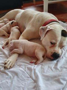 American Bulldog Standard Welpen
