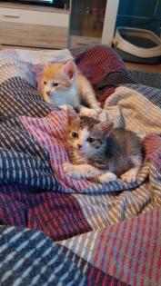 EKH Jungkatzen Ich suche ein liebevolles Zuhause für meine zwei super süßen, verschmusten Katzen