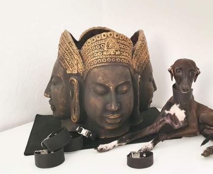 Italienisches Windspiel. Italian Greyhound