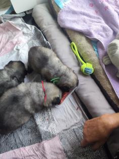 Wolfsspitzwelpen aus VDH-FCI Zucht abzugeben