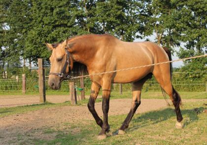 Deckanzeige buckskin Tennessee Walker / Tennessee Walking Horse