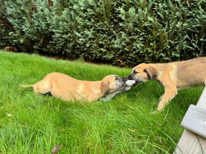2 GoldendoodlemixHündinnen abzugeben