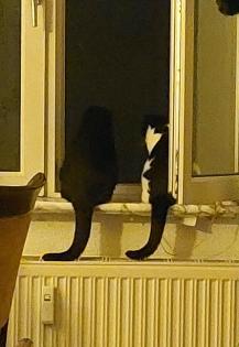 2 junge Katzen suchen neues Zuhause