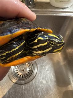 Wasserschildkröte Pseudemys Nelsoni