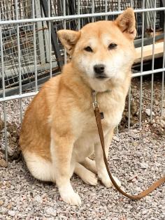 Suzume ist eine liebe, etwas schüchterne kleine Hundedame