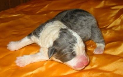 Bearded collie Welpe