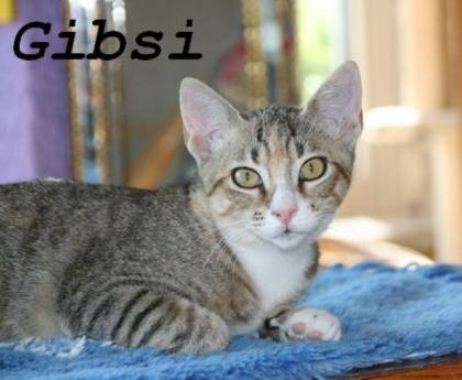 Ginger und Gibsi wollen so gerne ankommen