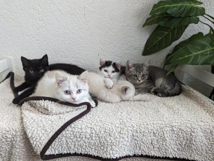 Reinrassige BKH Kitten
