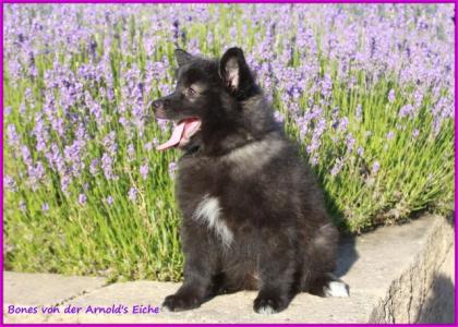 Großspitzhündinnenwelpen darkwolfsable, 06331258619