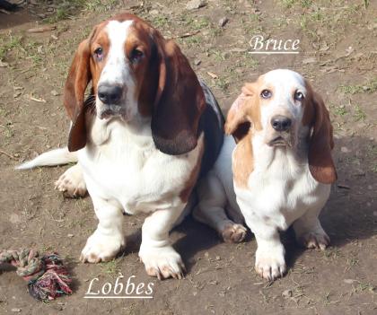 Basset Hound s vom Nimmerland
