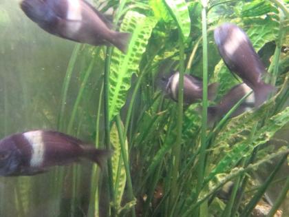 Verkaufe Tropheus Duboisi aus eigener Nachzucht