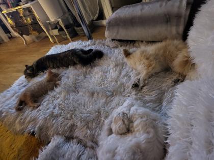 Birma-Hauskatze Mix 1Kater 1Kätzin Kitten