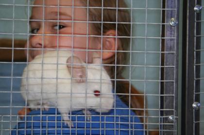 Chinchilla Bock-Pärchen