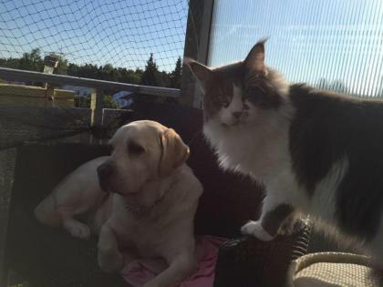Blue-White Maine Coon Deckkater o. Papiere