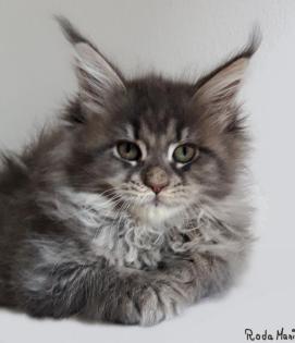 Traumhafte Maine Coon Kitten der seltenen Extraklasse