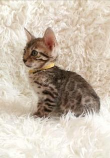 Reinrassige Bengalkitten mit Stammbaum Mini Leoparden