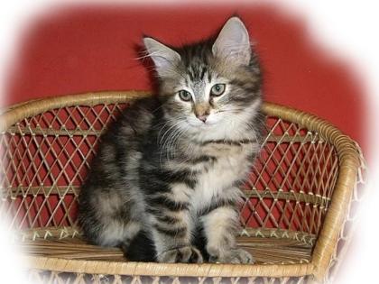 Norwegische Waldkatzenbabys