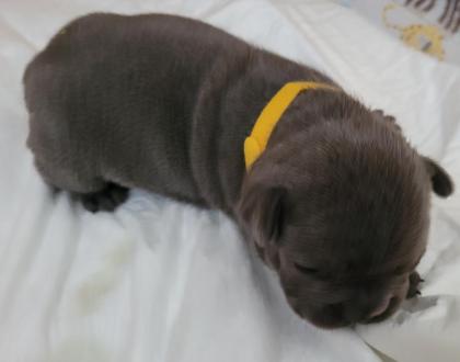 Französische Bulldogge - Welpen in blau / blue blue-tan mit Ahnentafel