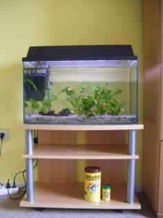 Aquarium mit Inhalt