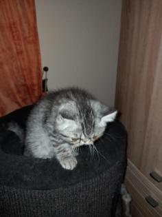 Exotic Shorthair Katerchen sucht liebes zu Hause