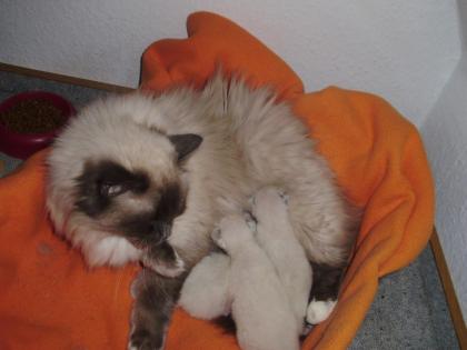 Ragdoll-Mädchen in blue Colourpoint