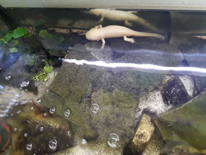 5 Axolotl Aquarium 160 cm Fische Steine