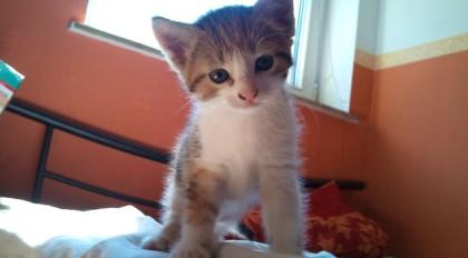 Wunderschönes Katzenbabys abzugeben