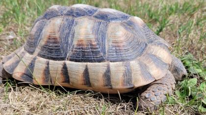 Testudo Marginata NZ 2014