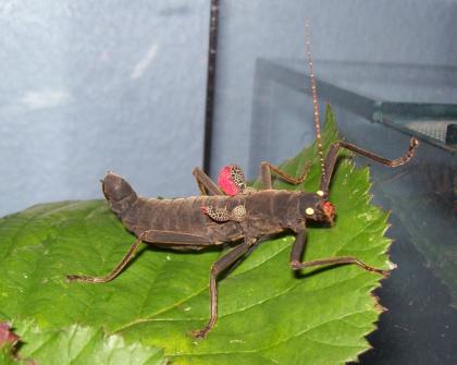 Peruphasma schultei Schwarze Samtschrecke