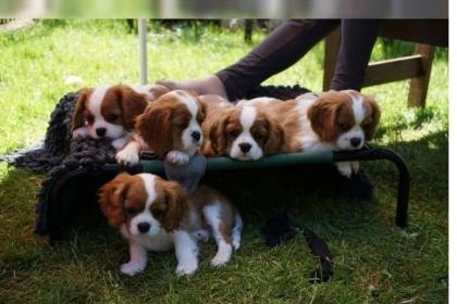Mini supersüße Cavalier-King-Charles Spaniel Welpen