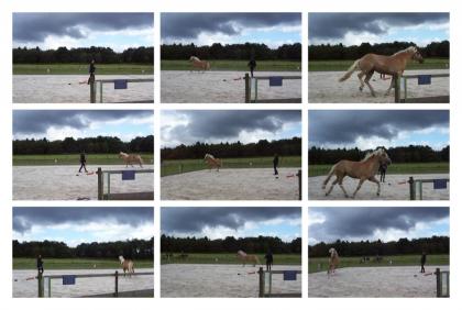 Sportlicher Haflinger Wallach