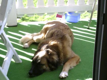 Leonberger-Mischling