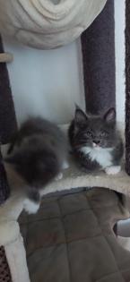 Maine-Coon-Kätzchen suchen ein neues Zuhause