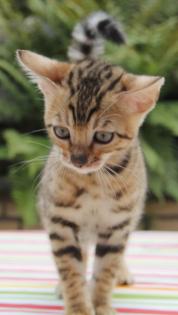 Atemberaubende Bengalkitten